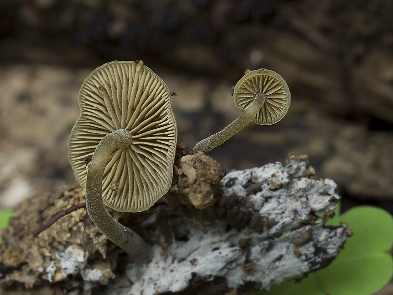 Simocybe centunculus